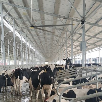 좋은 가격 6.1m 20FT 산업 천장 팬 6Pcs 알루미늄 마그네슘 합금 블레이드와 내구성 온라인으로
